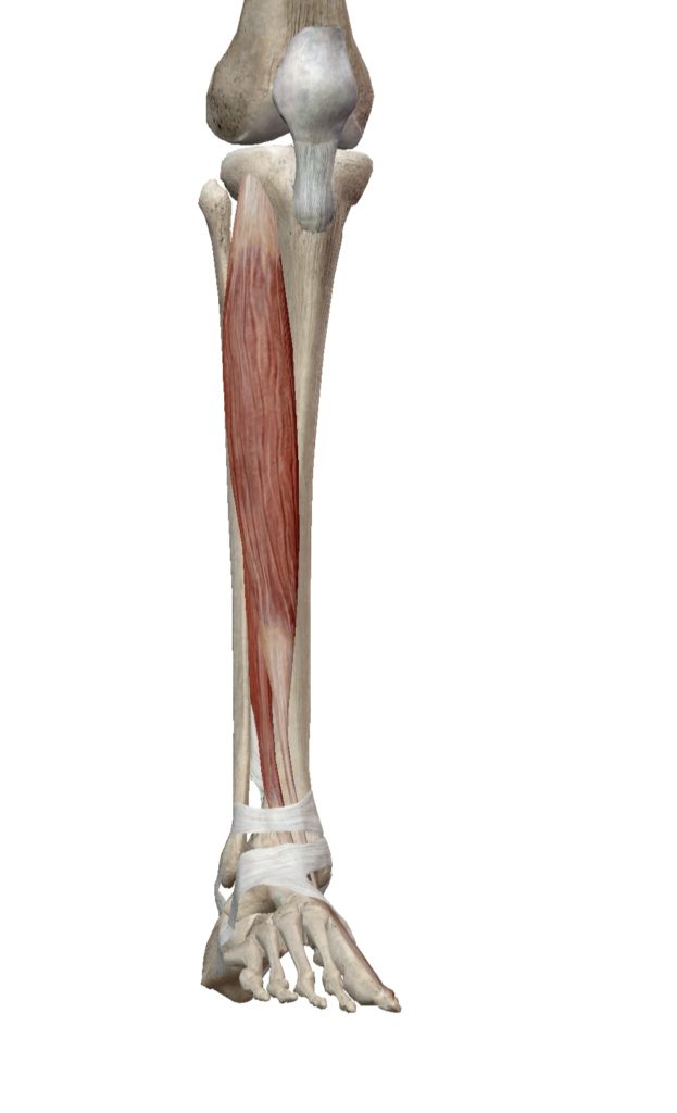 スネの筋肉が痛い 張って辛い 前脛骨筋の問題です サブスリー鍼灸師 柳秀雄のマラソンブログ